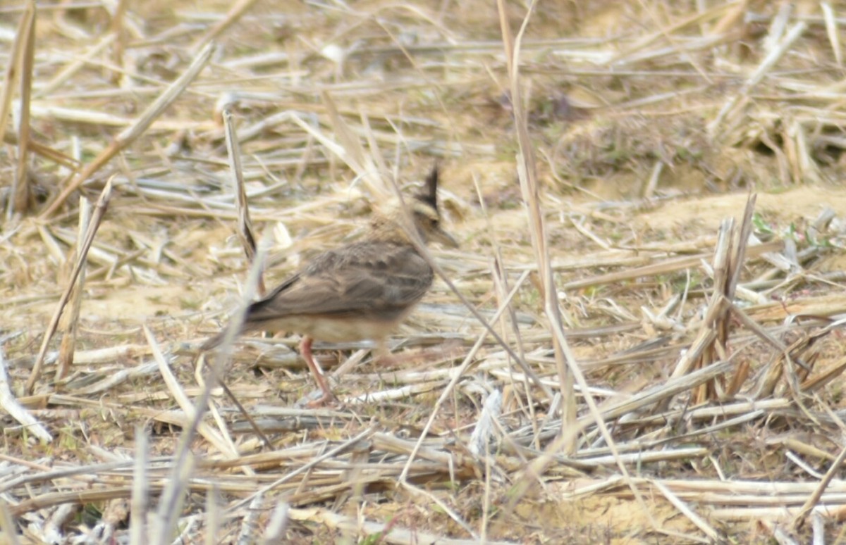 Malabar Lark - Maxim Rodrigues K