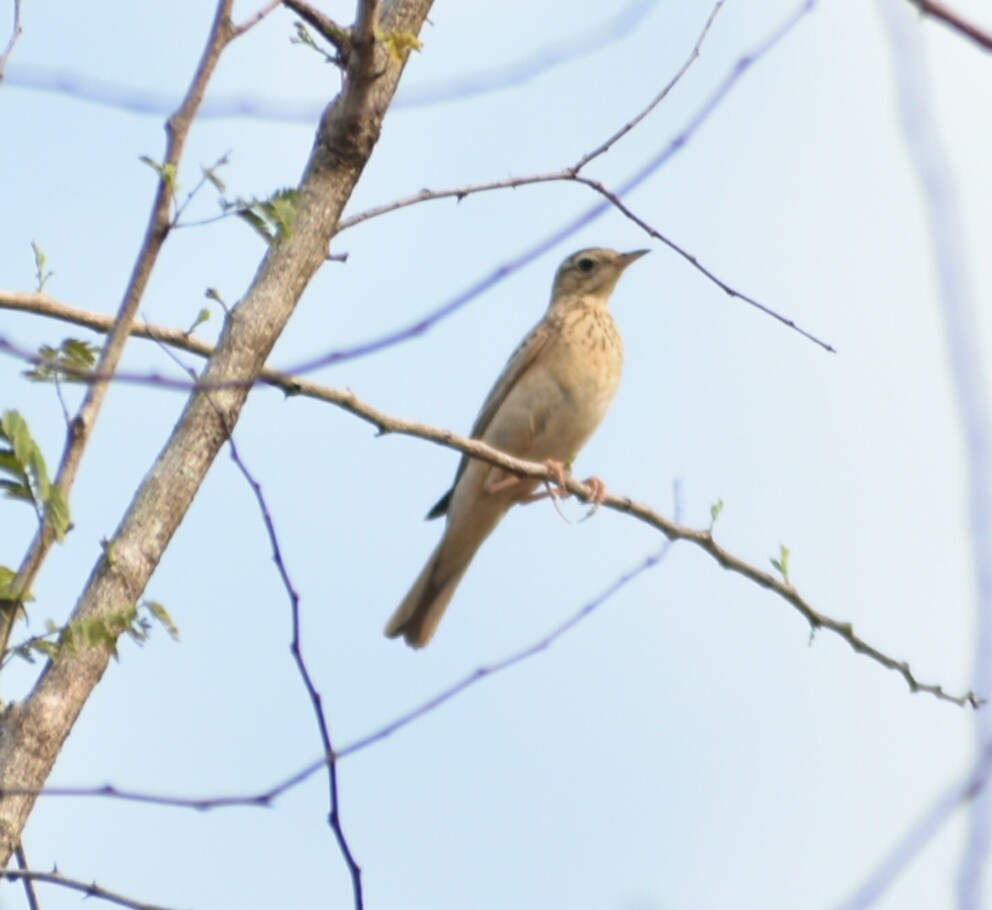 Anthus sp. - ML214777811