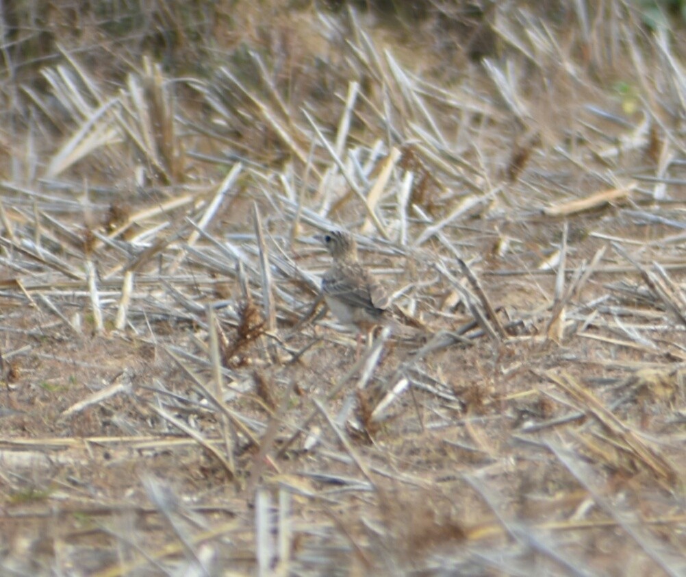 pipit sp. - ML214777821
