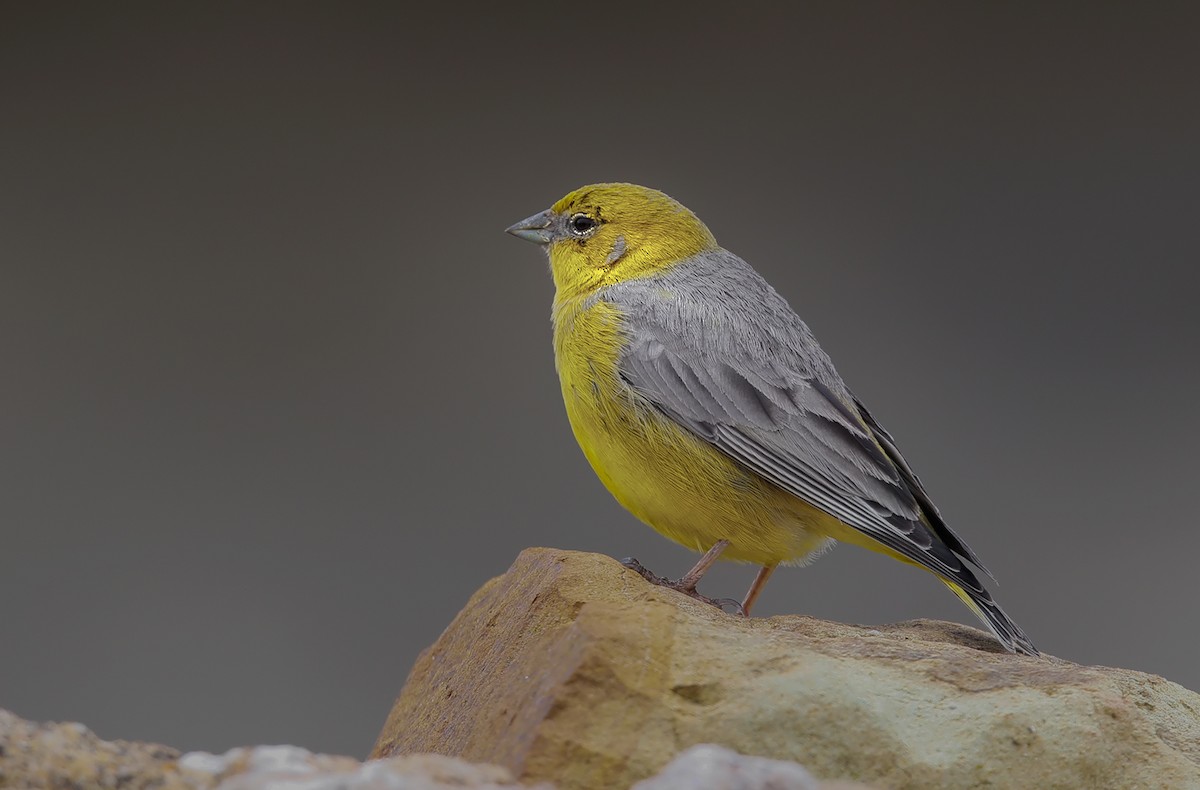 Bright-rumped Yellow-Finch - ML214778261