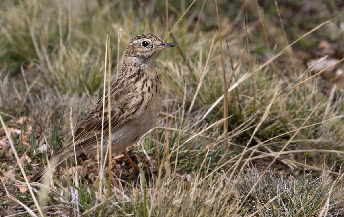 Puna Pipit - ML214778271