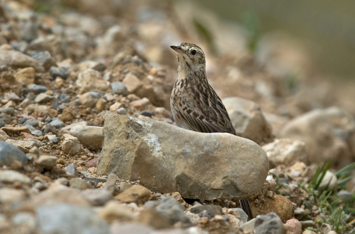 Puna Pipit - ML214778291