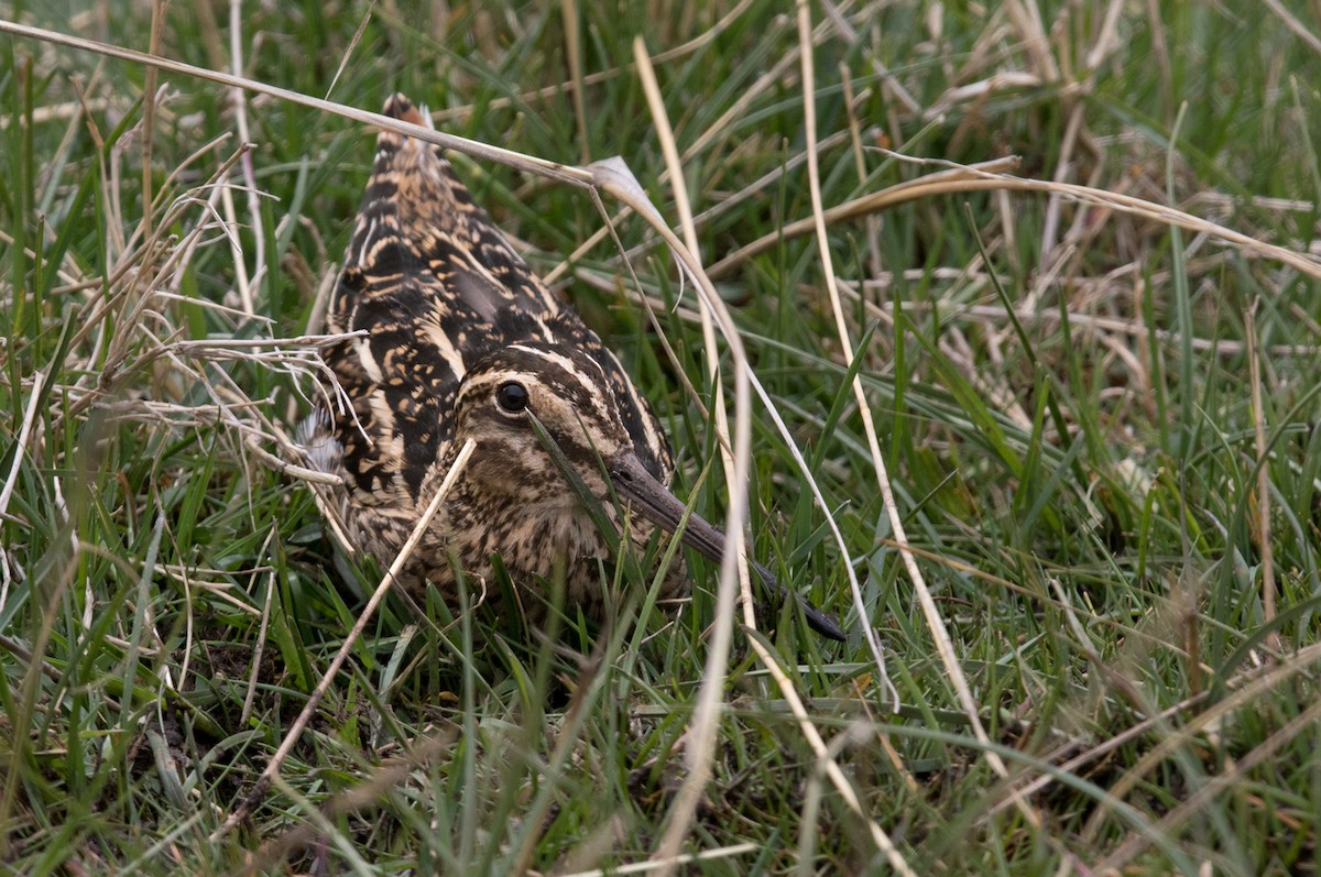 Puna Snipe - ML214778331