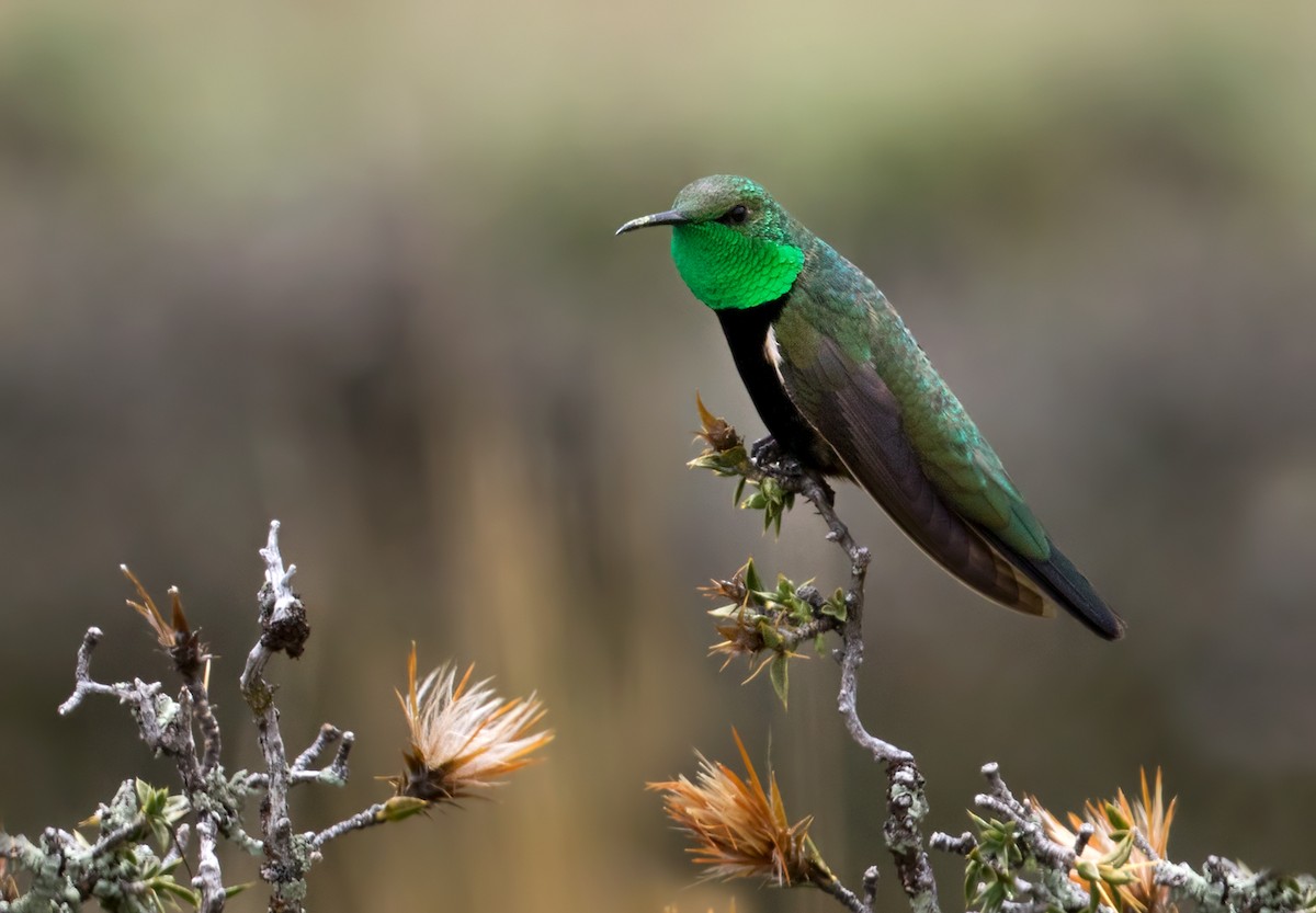 Black-breasted Hillstar - ML214778471