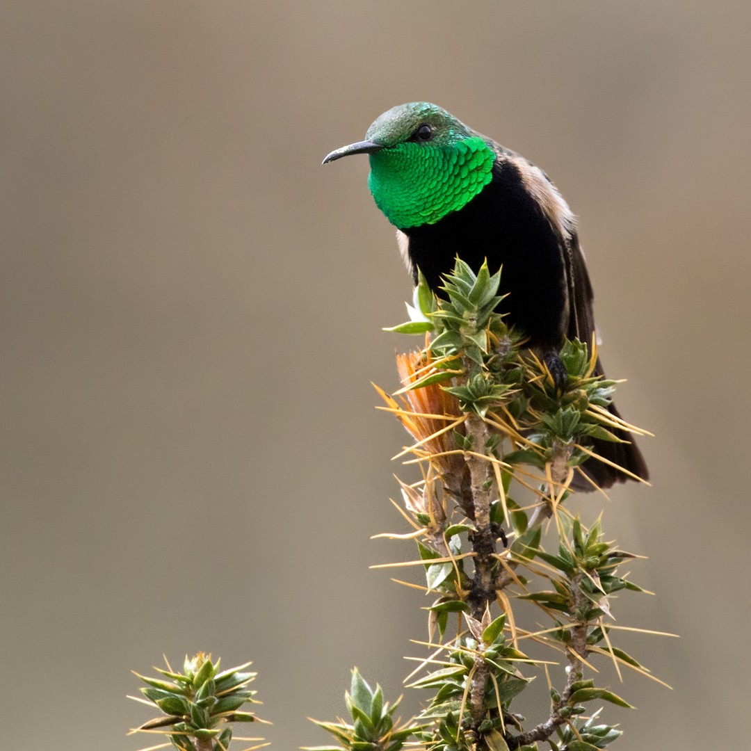 Black-breasted Hillstar - ML214778481