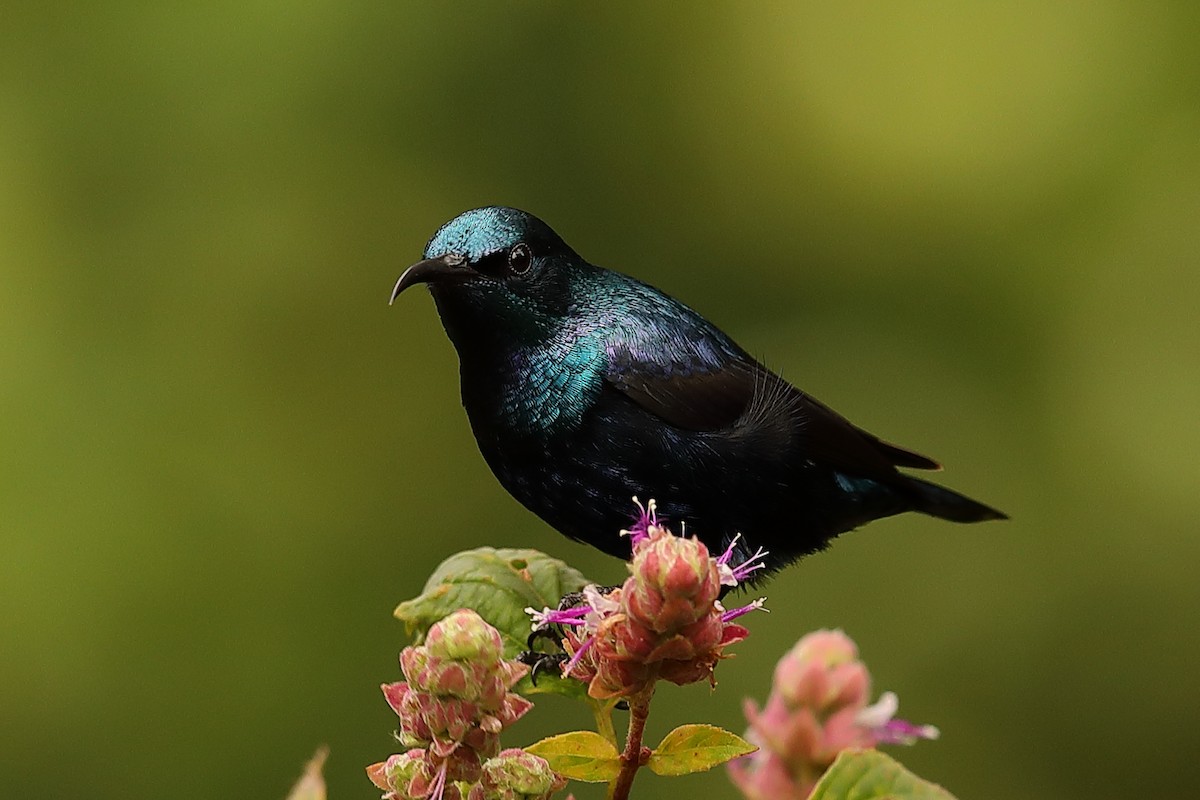 Purple Sunbird - ML214778491