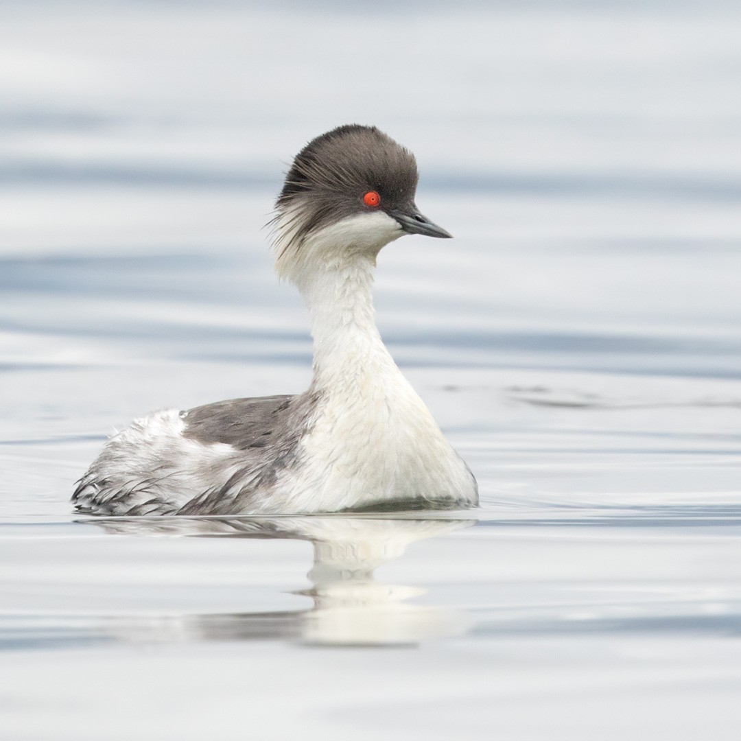 Silvery Grebe - ML214778601