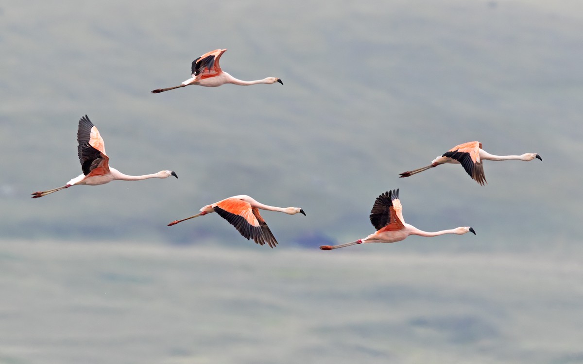 Chilean Flamingo - ML214778681