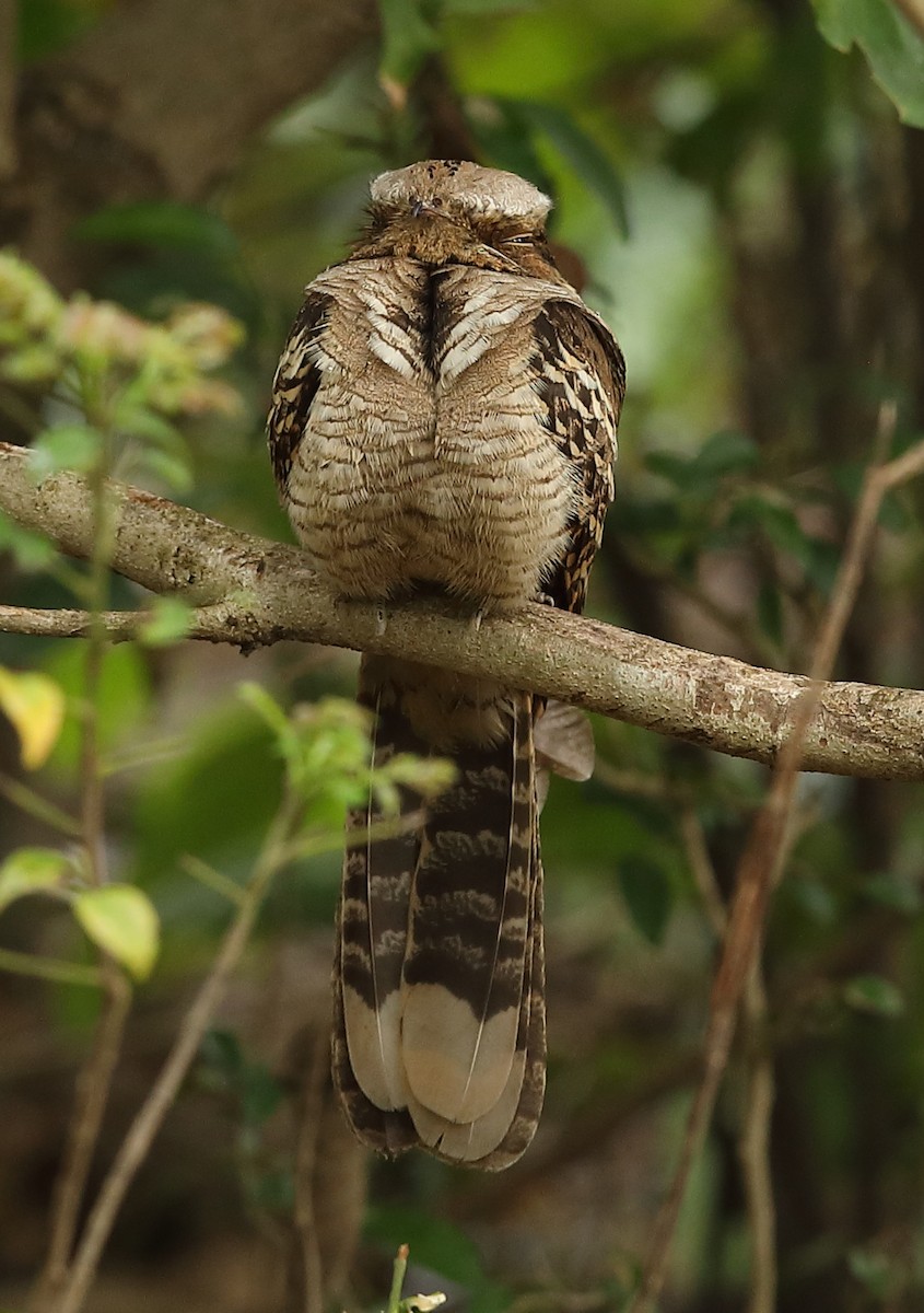Large-tailed Nightjar - Vinit Bajpai