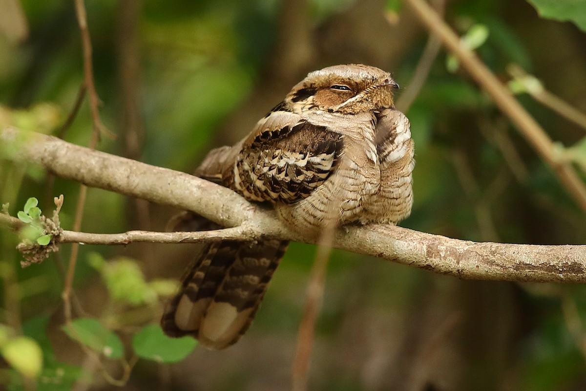 Large-tailed Nightjar - ML214778791