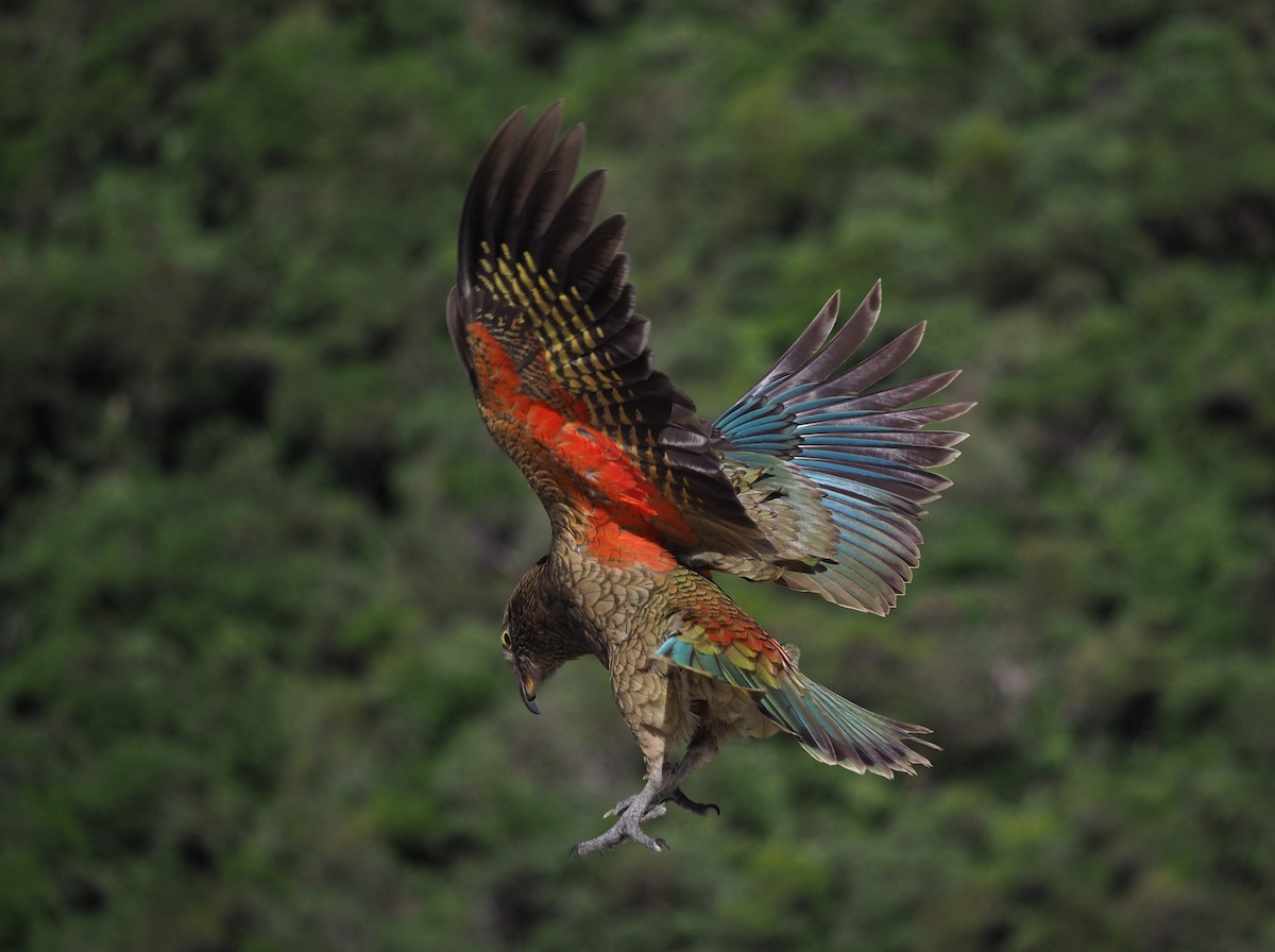 Kea - ML214779071