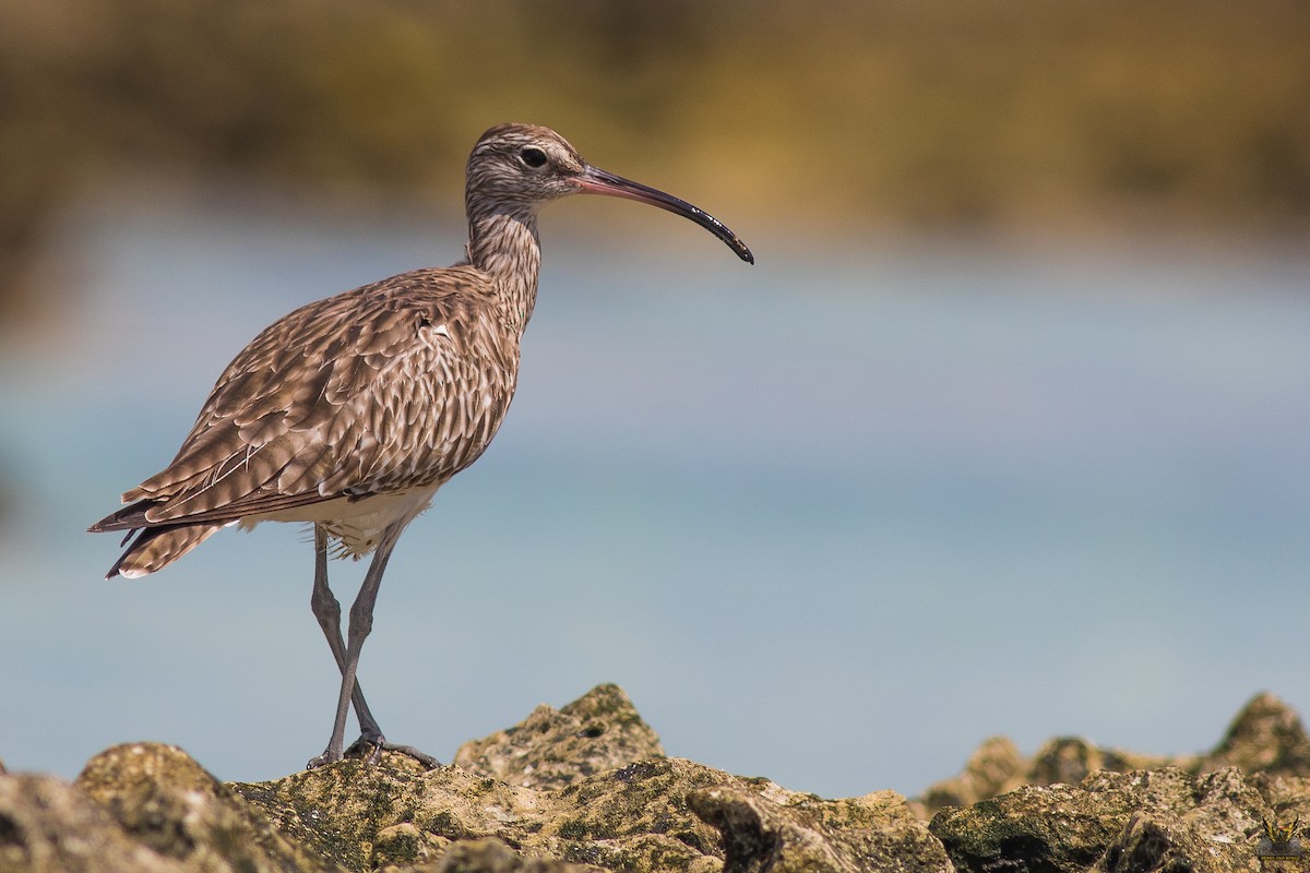 Whimbrel (White-rumped) - ML214779581