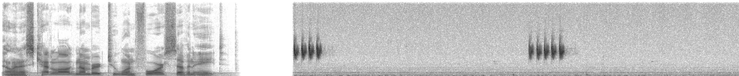 Spotted Towhee - ML21478