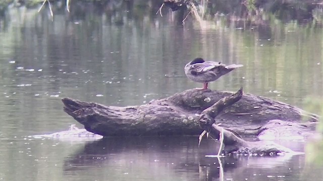 Brazilian Merganser - ML214783141