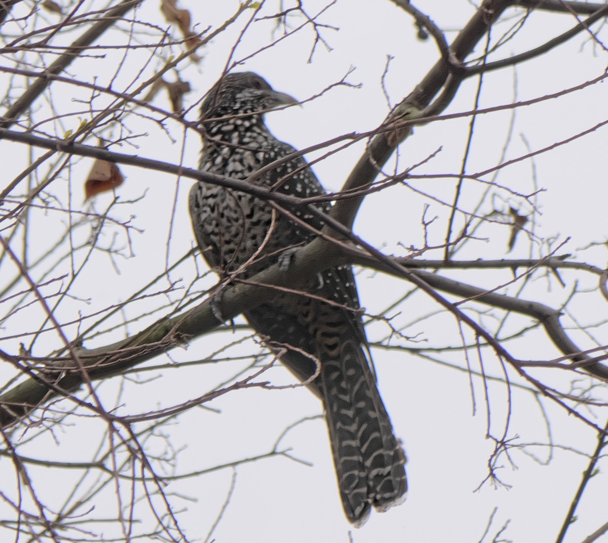 Asian Koel - ML214783851