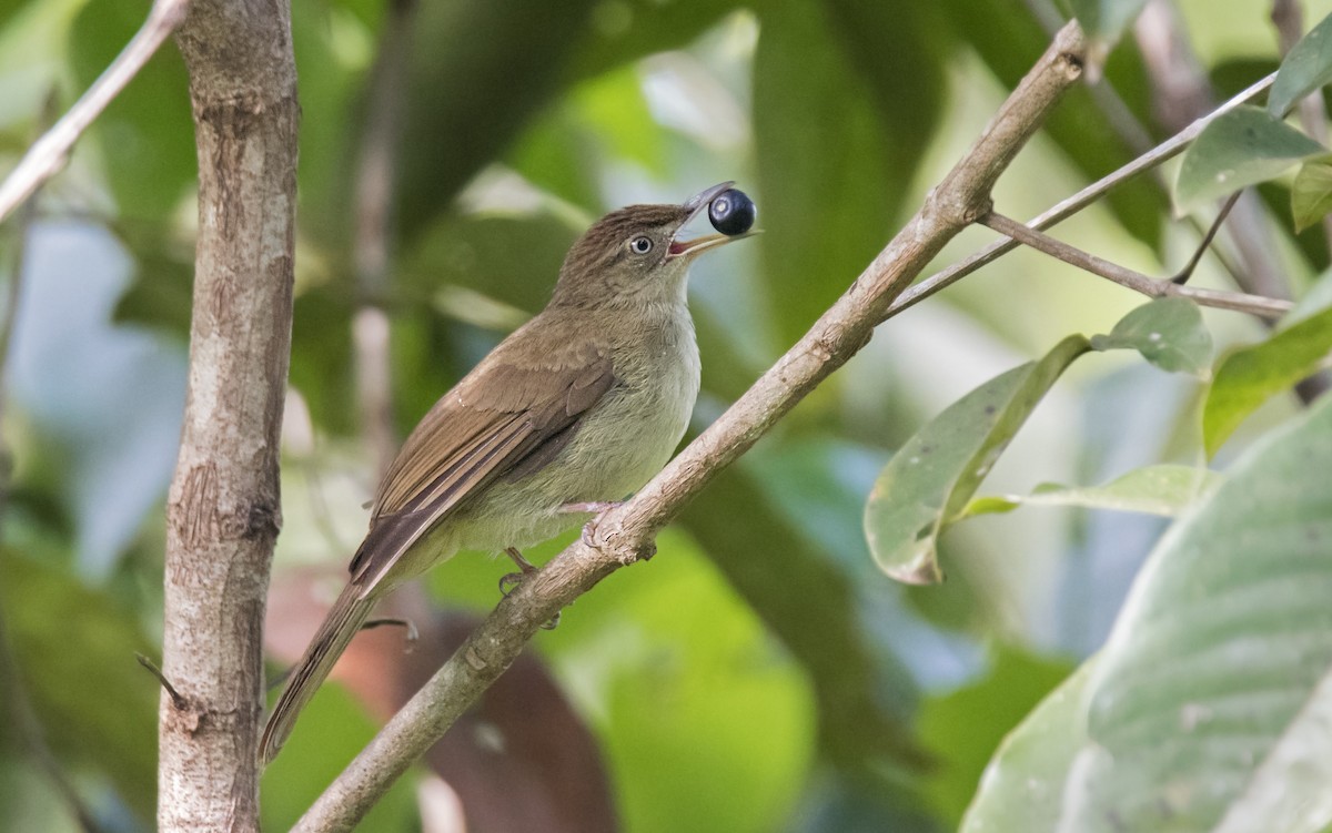 Charlotte's Bulbul - Ashraf Anuar Zaini