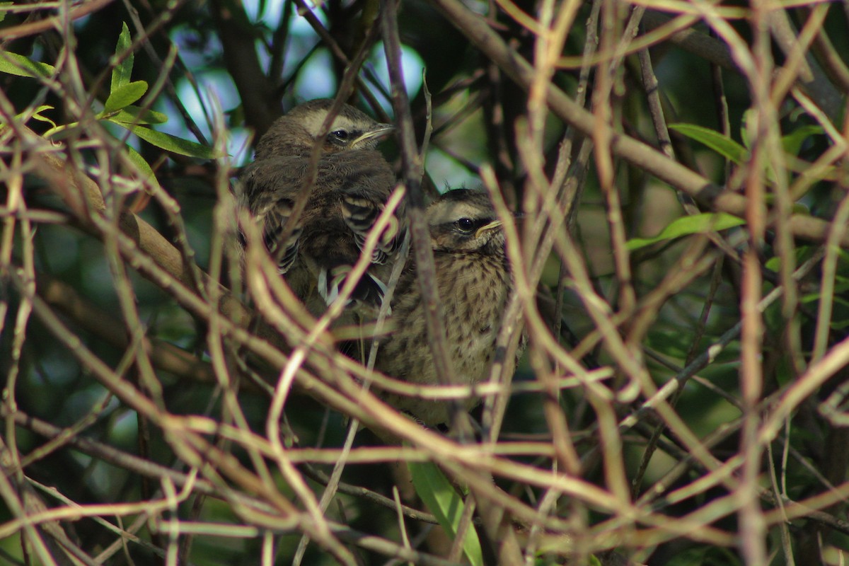 Chilean Mockingbird - ML21478651