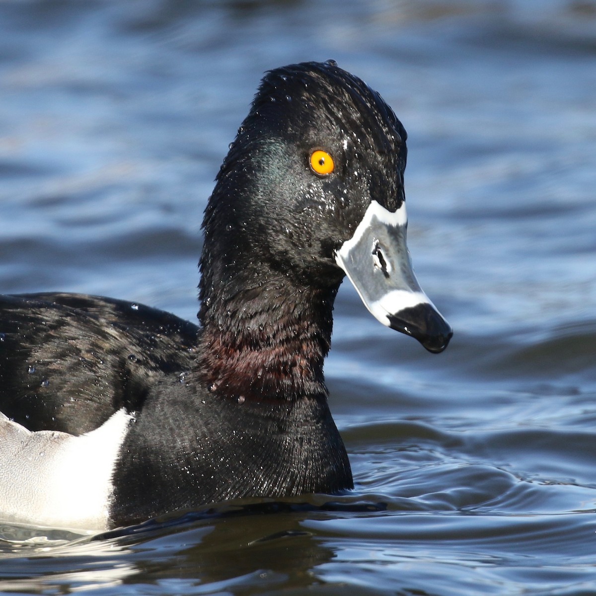 Ring-necked Duck - ML214787871