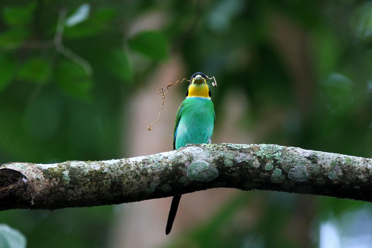 Long-tailed Broadbill - ML21478851