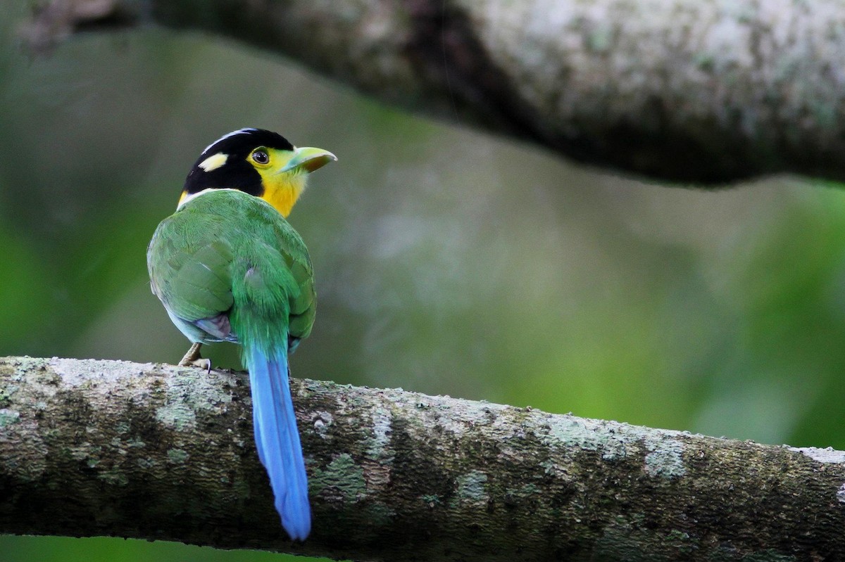 Long-tailed Broadbill - ML21478861