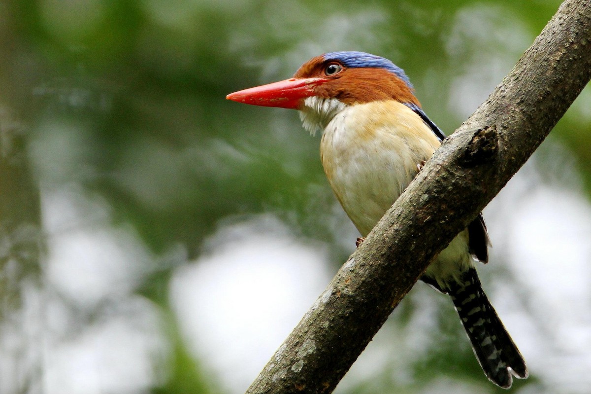 Banded Kingfisher - ML21478971