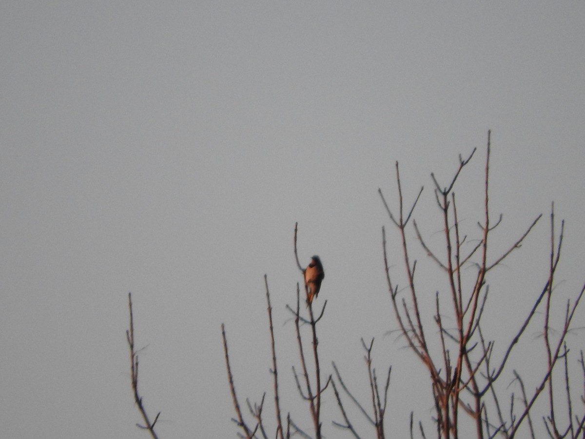 Northern Flicker - ML214789761