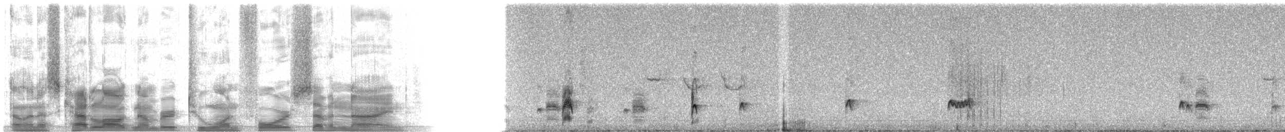 Ash-throated Flycatcher - ML21479