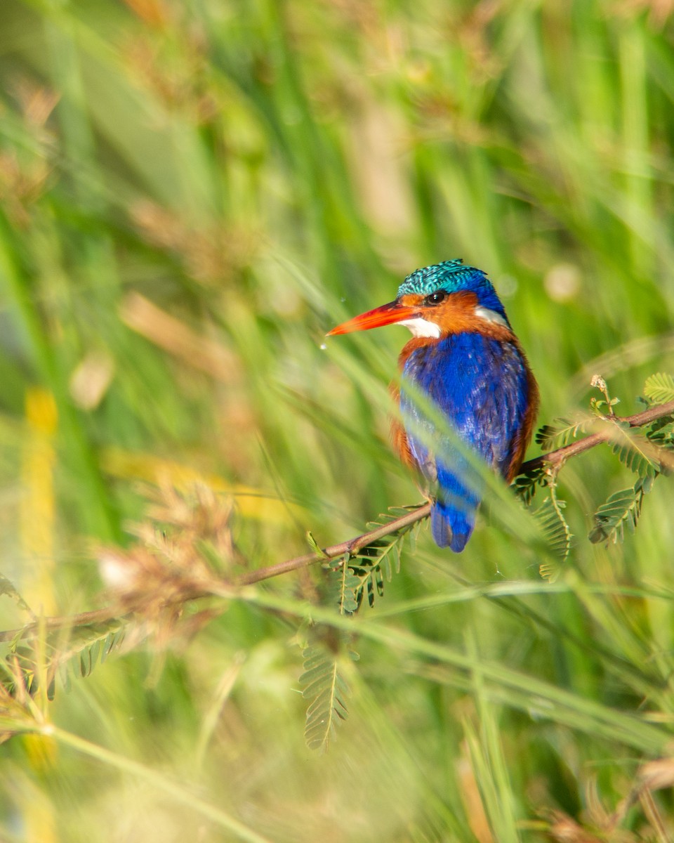 Malachite Kingfisher - Simon Steiger