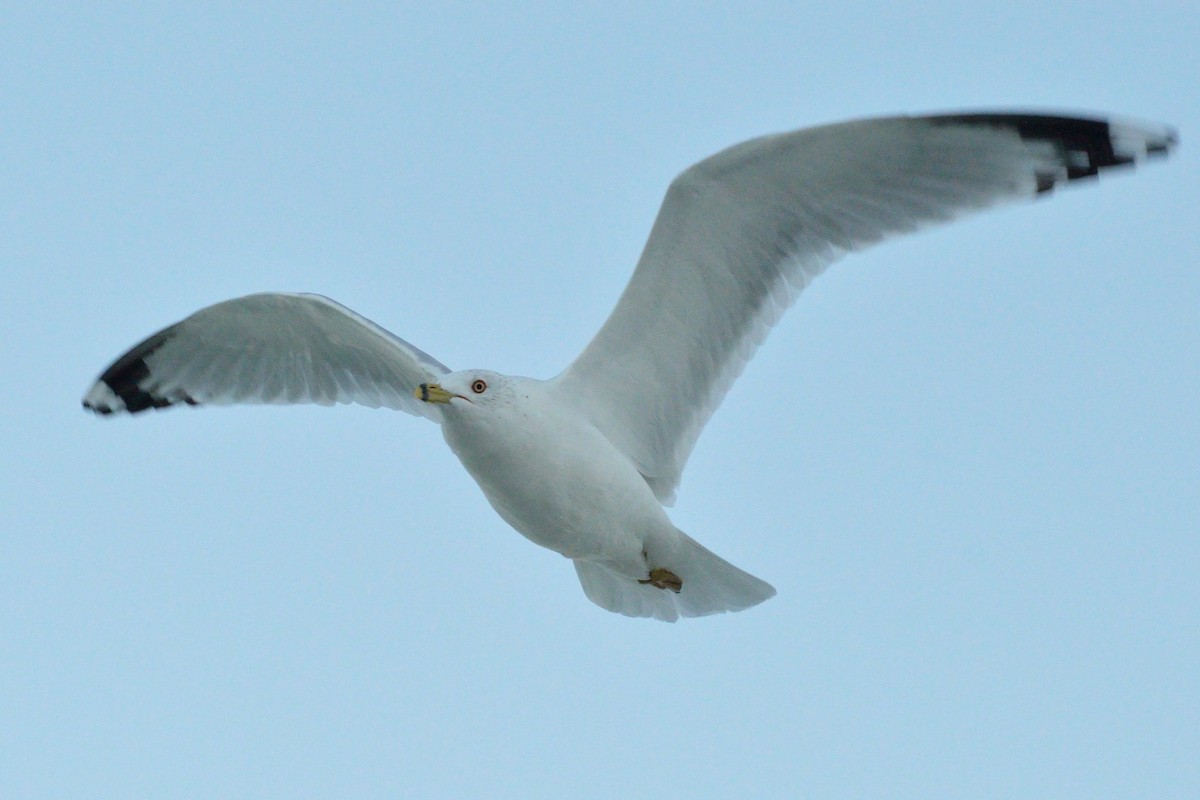 Ring-billed Gull - ML214792561