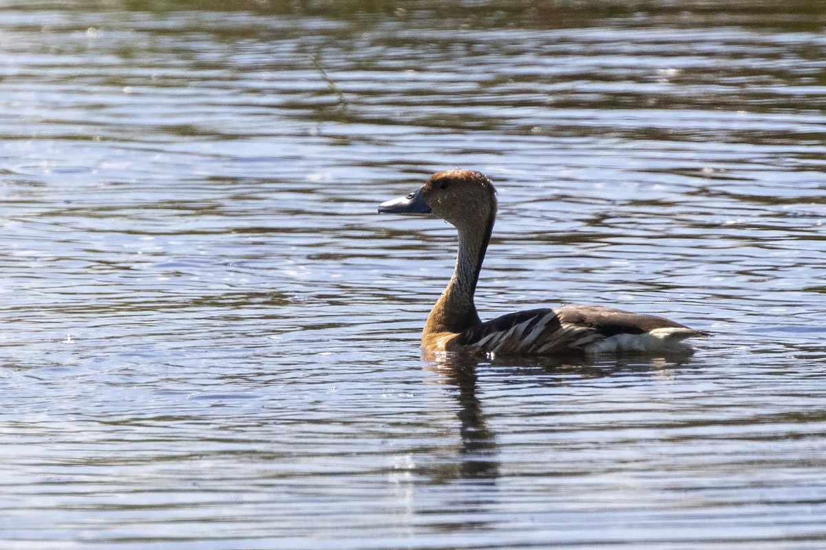 Fulvous Whistling-Duck - ML214792841