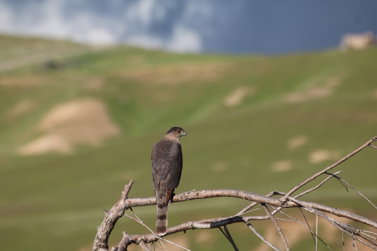 Cooper's Hawk - ML214793131