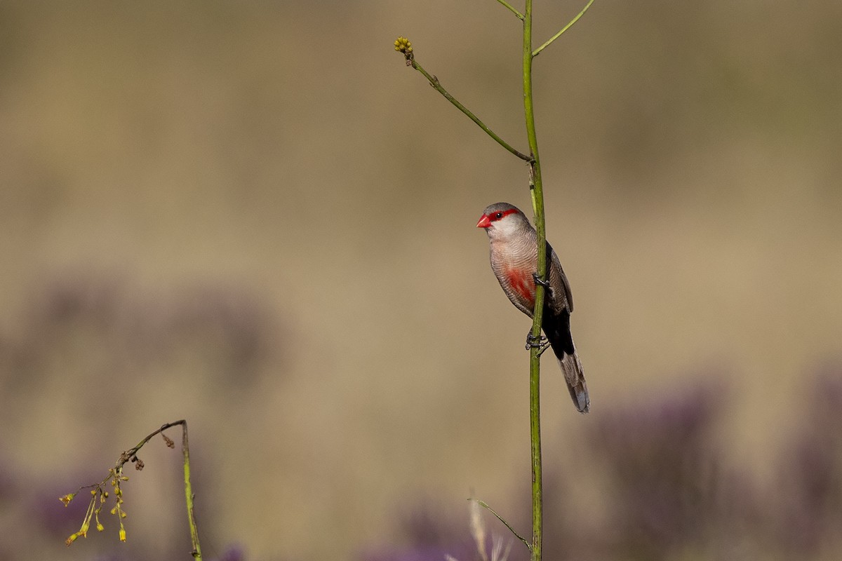 Common Waxbill - ML214793331