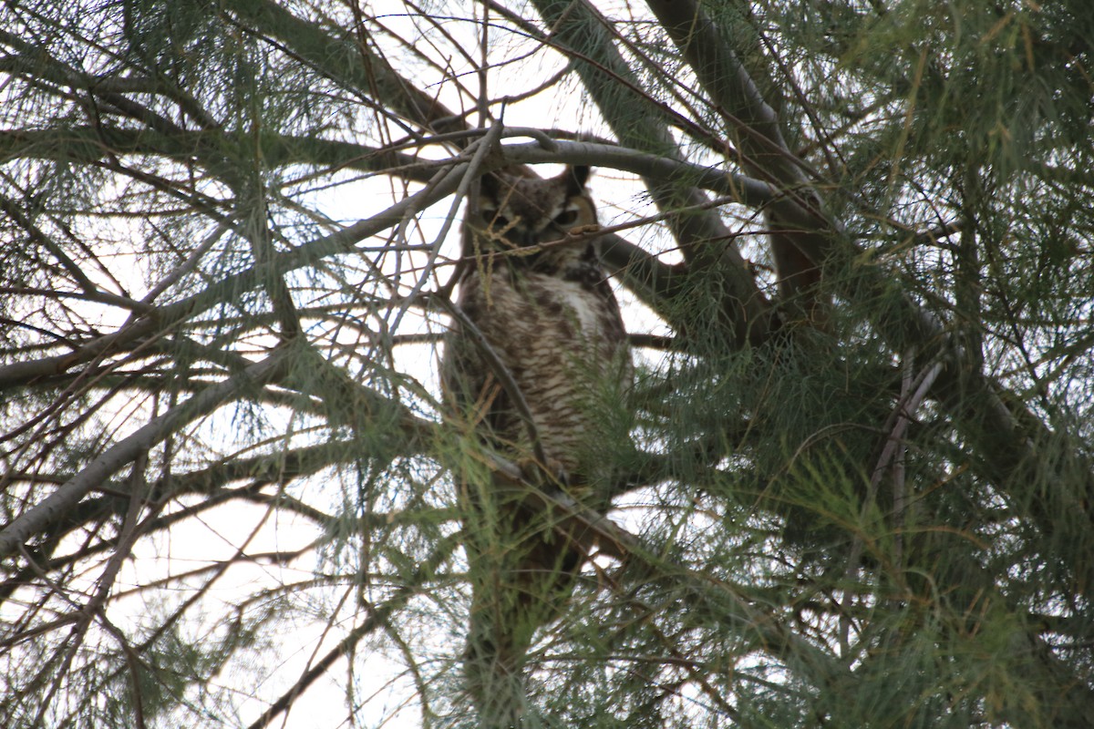 Great Horned Owl - ML214793371