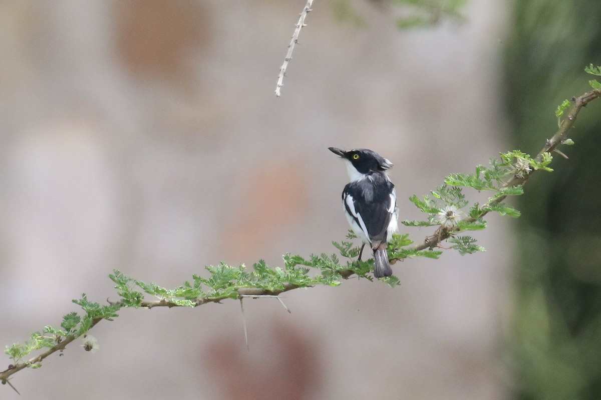 Chinspot Batis - ML214793571