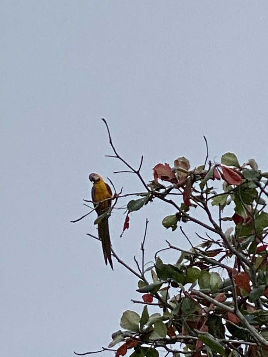 Blue-and-yellow Macaw - ML214794111