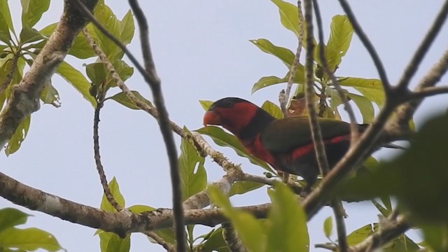 Black-capped Lory - ML214794261