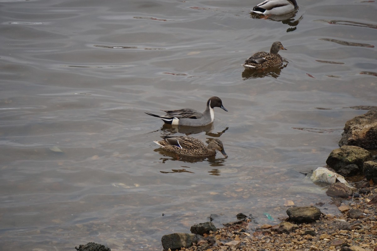 Northern Pintail - ML214794331