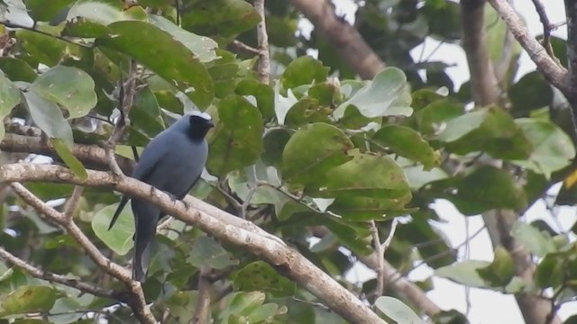 Boyer's Cuckooshrike - ML214794451