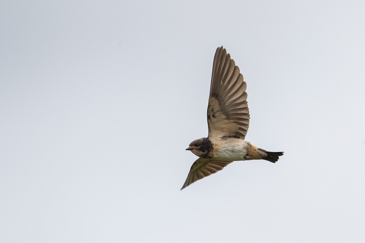 South African Swallow - Niall D Perrins