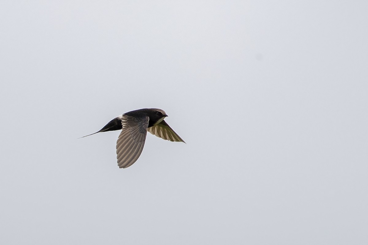 White-rumped Swift - Niall D Perrins