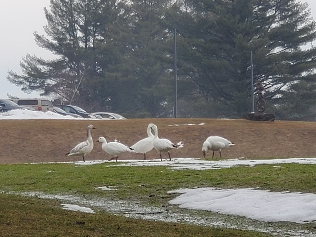 Snow Goose - ML214795531