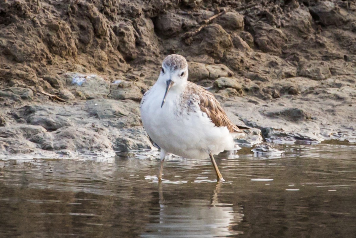 Marsh Sandpiper - ML214797571