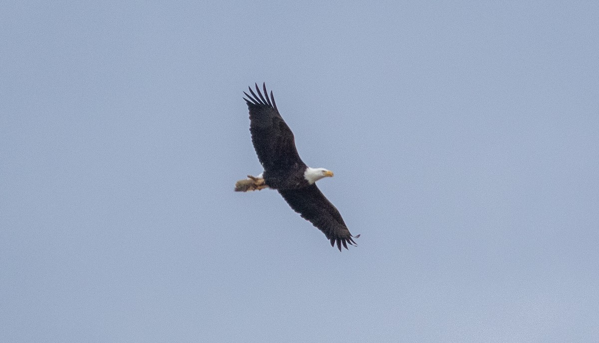 Bald Eagle - ML214798531