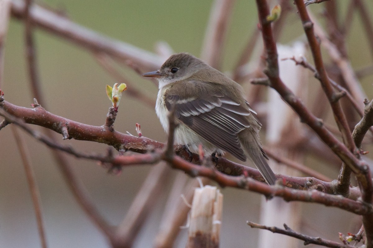 Alder Flycatcher - ML214799381