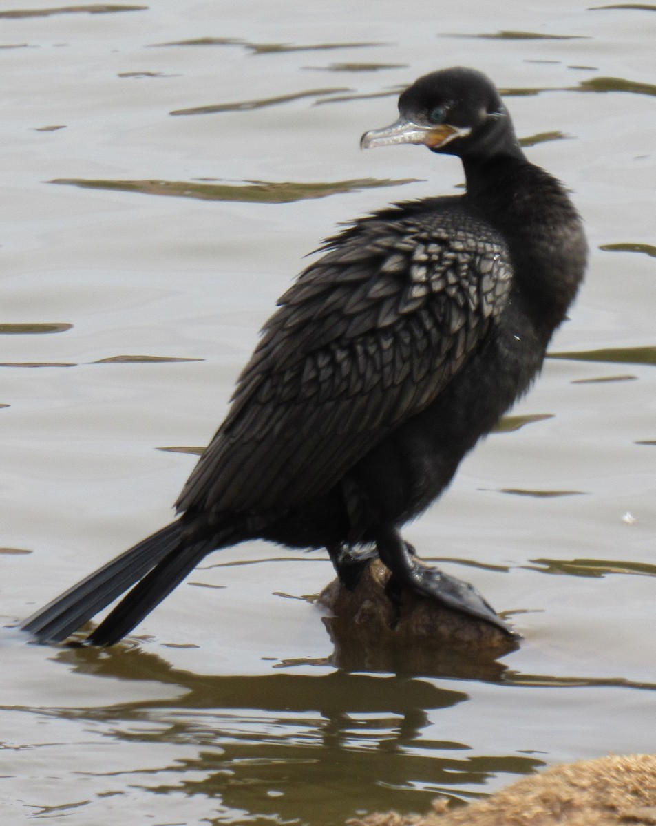 Cormoran vigua - ML21479951