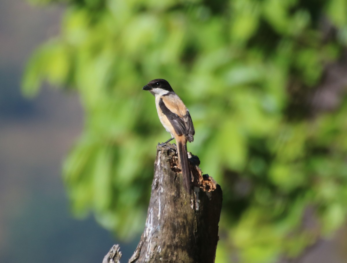 Long-tailed Shrike - Paul DiFiore