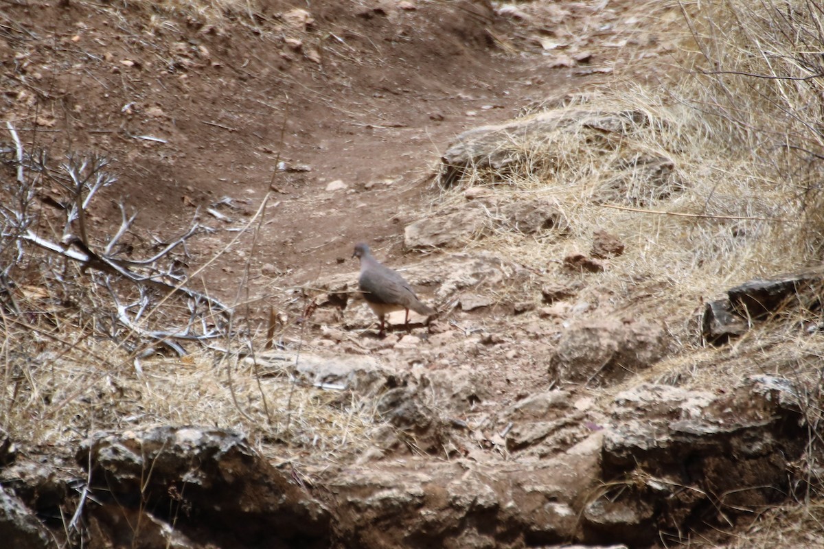 White-tipped Dove - ML214801171