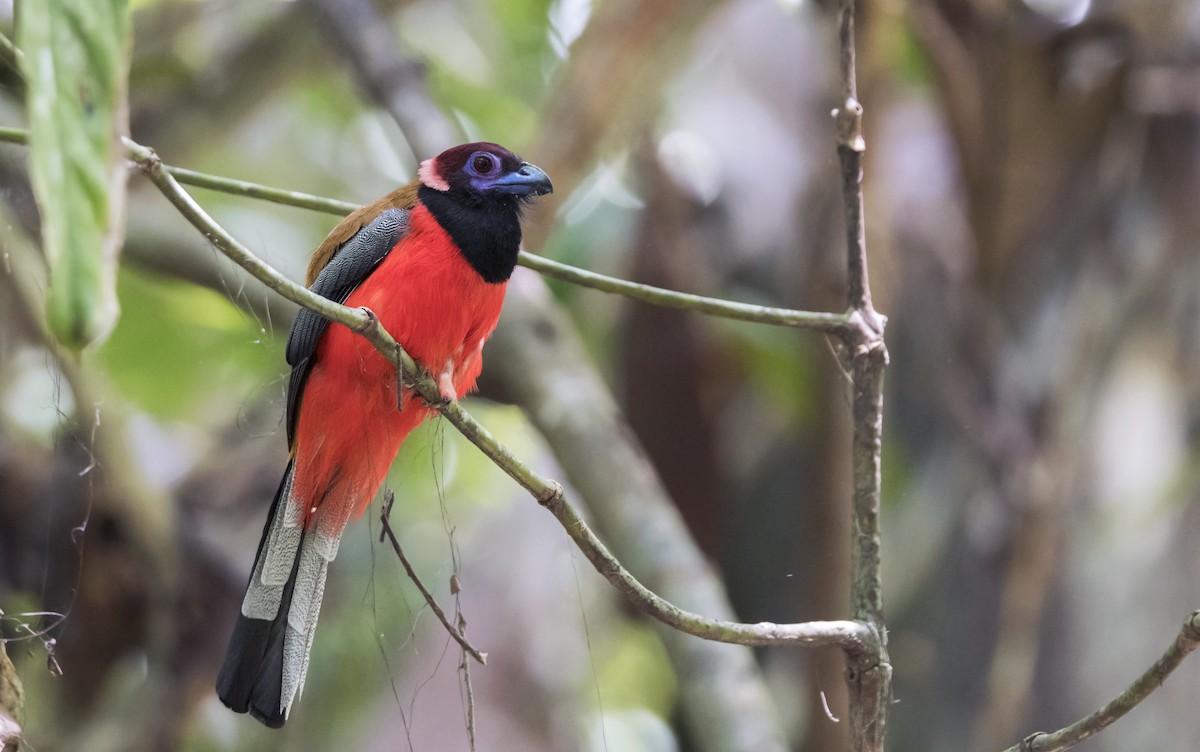 Diard's Trogon - ML214801841