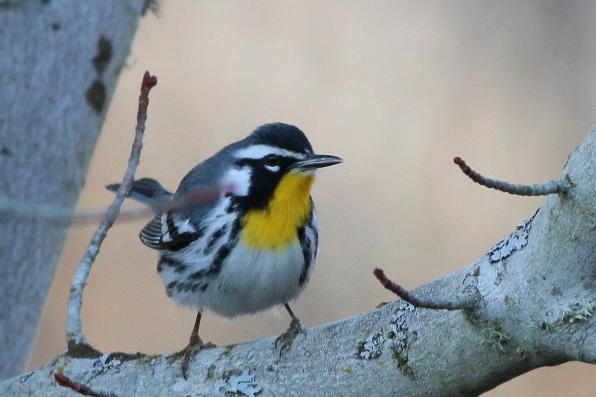 Yellow-throated Warbler - Skip Russell