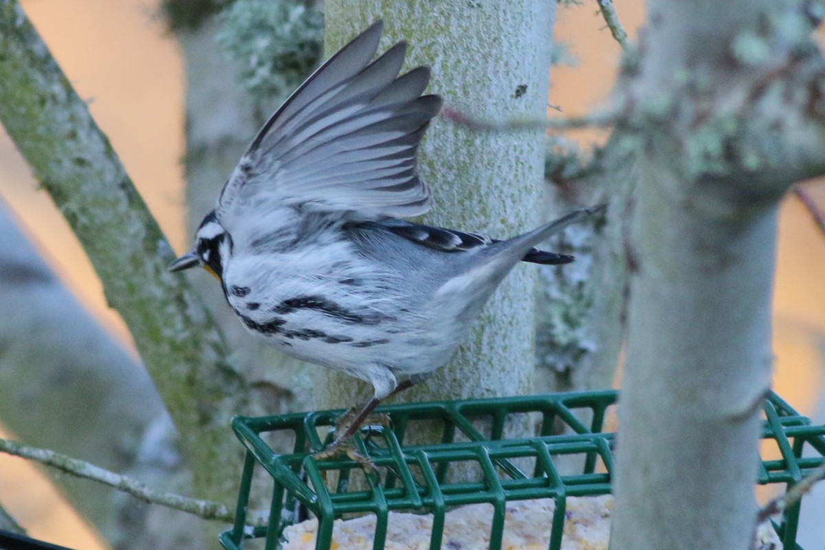 Yellow-throated Warbler - Skip Russell